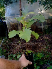 oak seedling